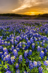 Fototapeta na wymiar Beautiful Bluebonnets field at sunset near Austin, Texas.