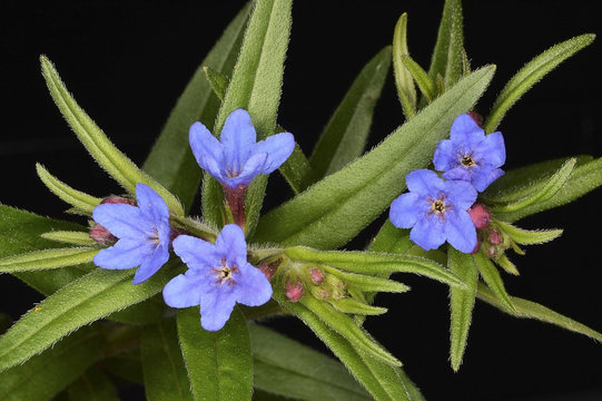 Lithospermum purpurocaeruleum (Purple Gromwell), a herbaceous plant belonging to the family Boraginaceae