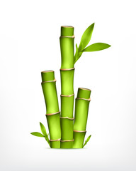 Stem of bamboo