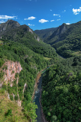 Mountain river Tara and forest in Montenegro