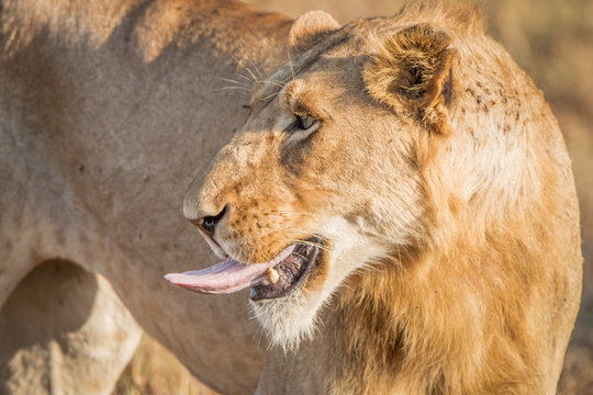 Lion sticking his tongue out in the Kruger National Park.