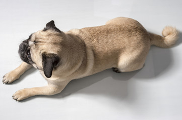 Mops macht Platz