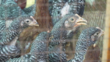 Speckled hen portrait with beautiful plumage in the yard on blur