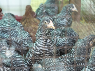 Speckled hen portrait with beautiful plumage in the yard on blur
