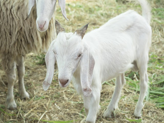 Obraz premium goat, focus head and body blur.
