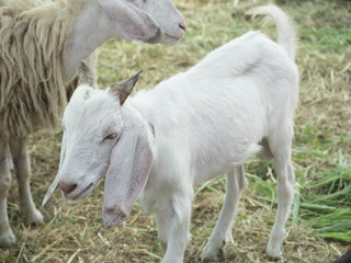 Obraz premium goat, focus head and body blur.