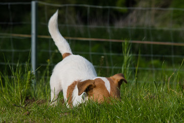 Jack Russell Terrier gräbt in einem Mausloch im Garten