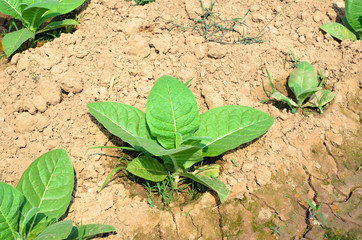 tobacco tree