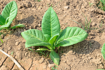 tobacco tree