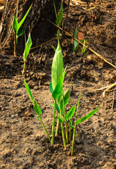 The grass after forest fire  effects