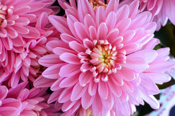Bouquet of pink chrysanthemums