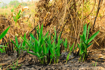 The grass after forest fire  effects