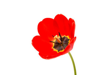 Obraz premium red tulip isolated
