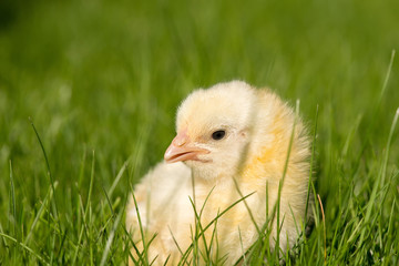 Newly-hatched chick on a green grass