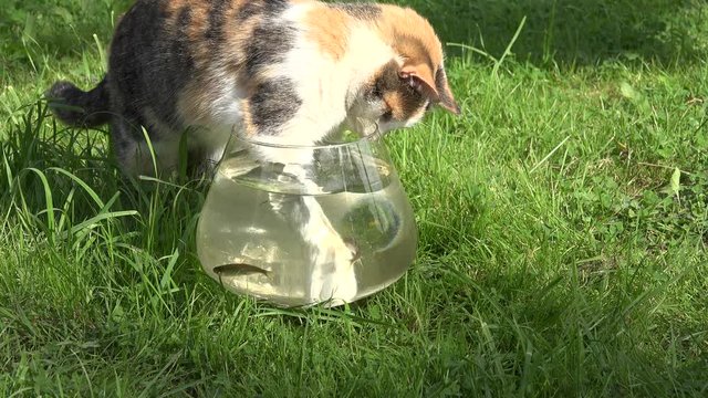 Wet cute cat try to catch crucian fish with claw in glass aquarium on outdoor grass. Static closeup shot. 4K
