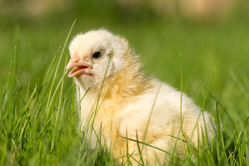 Newly-hatched chick on a green grass