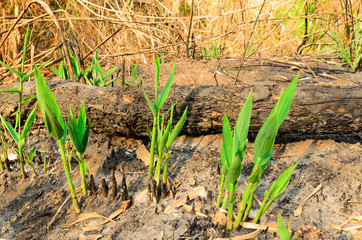 The grass after forest fire  effects
