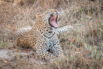 Obraz na płótnie Canvas Yawning Leopard in the Sabi Sands.