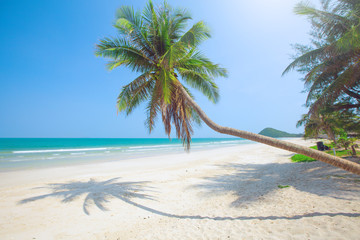 Naklejka na ściany i meble tropical beach with coconut palm