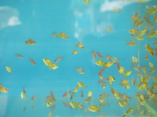 Fototapeta na wymiar Goldfish in aquarium with blue background