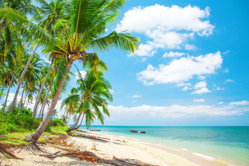 tropical beach with coconut palm