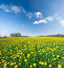 Fototapeta premium Yellow flowers field under blue cloudy sky