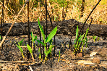 The grass after forest fire  effects