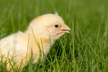 Newly-hatched chick on a green grass - selective focus, copy space