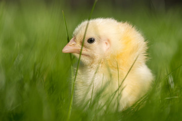 Newly-hatched chick on a green grass