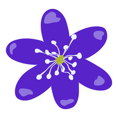 Hand drawn and isolated  "Hepatica" flower (or Liverleaf, Liverwort) with blue petals and white stamens on white background - Eps10 Vector graphics and illustration