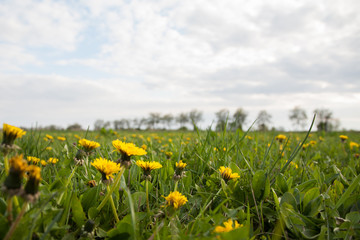 Löwenzahn auf Wiese