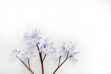 small blue florets on a white background. is suitable for invitations and congratulations.