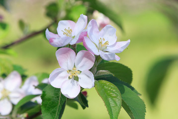 apple tree blossom at spring