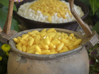 Silkworm cocoon in basket, yellow and white silkworm cocoon