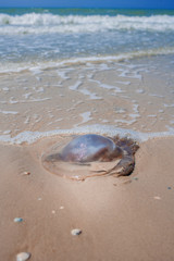 Jellyfish washed up on the beach by the surf