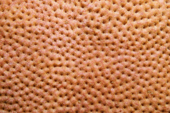 Coral pattern, close-up of massive starlet coral, Siderastrea siderea, Caribbean sea
