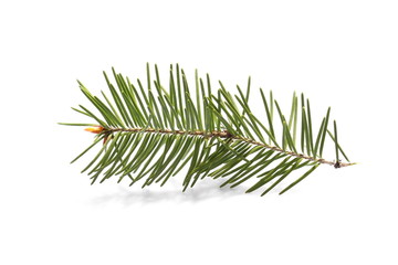 pine branch isolated on white background
