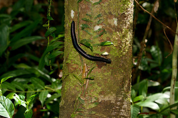 Tausendfüßler im Regenwald