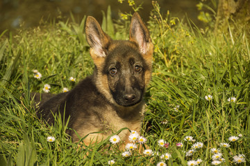 Puppy German Shepherd dog on the grass at sunset in spring.