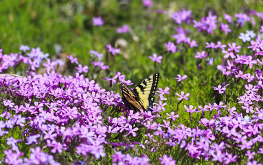 Naklejka premium Butterfly Feeding on Spring Purple Phlox