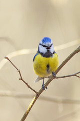 bird titmouse sitting on a branch of  furry willow in early spring
