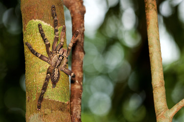 Vogelspinne im Urwald
