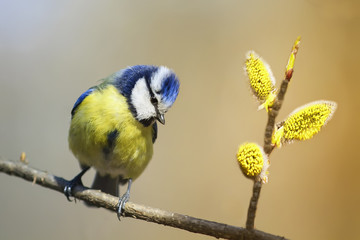 bird titmouse sitting on a branch of a blossoming furry willow in early spring