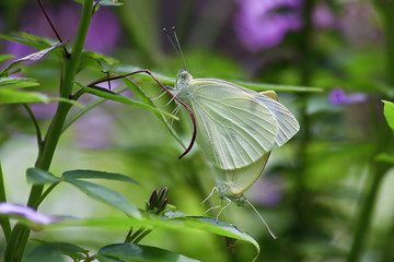 Butterflies Mating