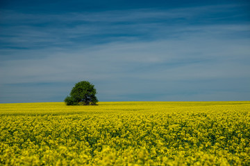 Obraz premium blooming rapeseed in the fields