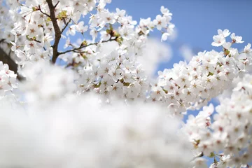 Photo sur Plexiglas Fleur de cerisier Kirschblüte