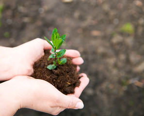 Female hands keeping young plant against the soil. Ecology conce
