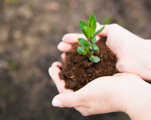 Female hands keeping young plant against the soil. Ecology conce