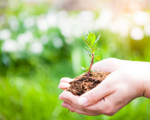 Female hands holding young plant in hands against spring green b