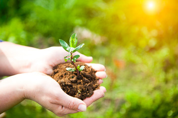 Fototapeta premium Female hands holding young plant in hands against spring green b